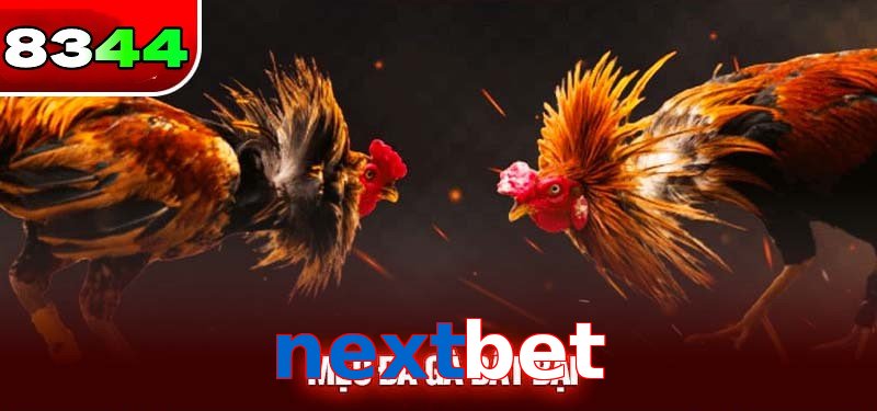 Đá gà nextbet có sức hấp dẫn